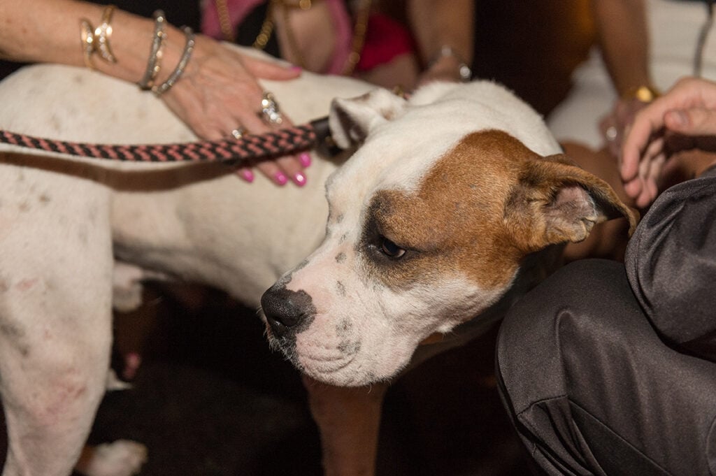Pet Set Gala 2016